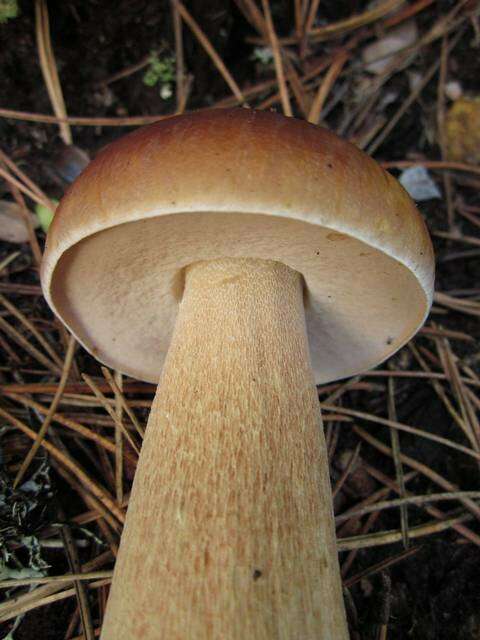 Image of Boletus