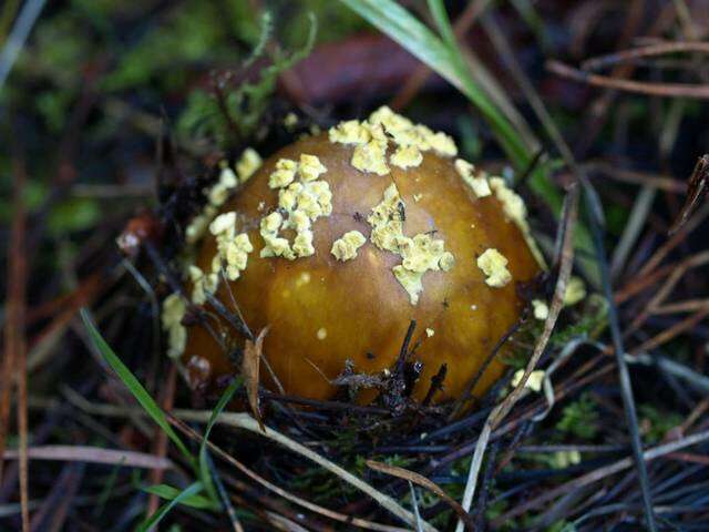 Sivun Amanita augusta Bojantchev & R. M. Davis 2013 kuva