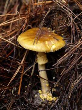 Image of Amanita augusta Bojantchev & R. M. Davis 2013