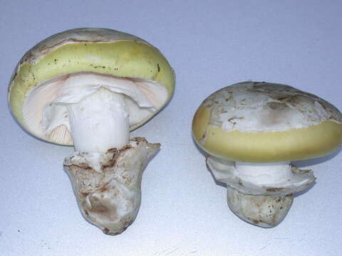 Imagem de Amanita vernicoccora Bojantchev & R. M. Davis 2011