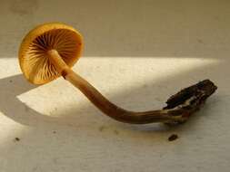 Image of Galerina