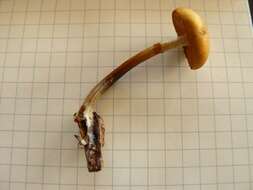 Image of Galerina