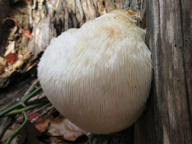 Image of tooth fungi