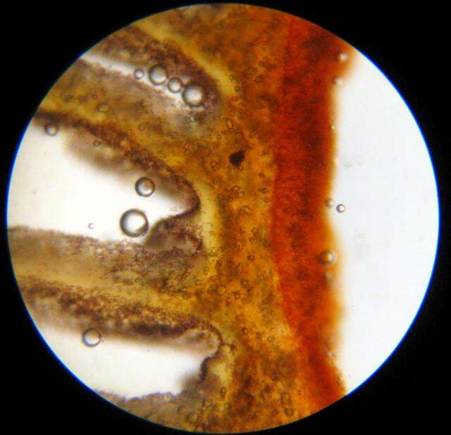 Image de Leratiomyces