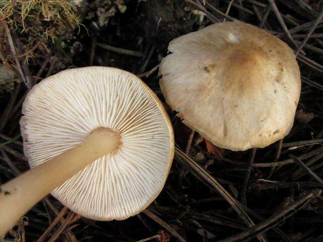 Image of Rhodocollybia