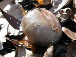 Image of Cortinarius pinguis (Zeller) Peintner & M. M. Moser 2002