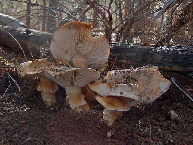 Image of White Matsutake