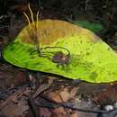 Ophiocordyceps fulgoromorphila Sanjuan 2015 resmi