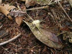 Image of Akanthomyces