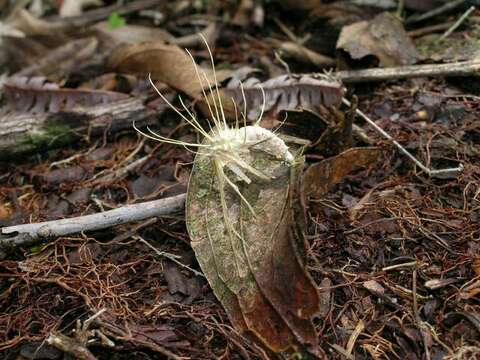 صورة Akanthomyces