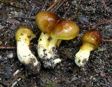 Imagem de <i>Hygrophorus boyeri</i>