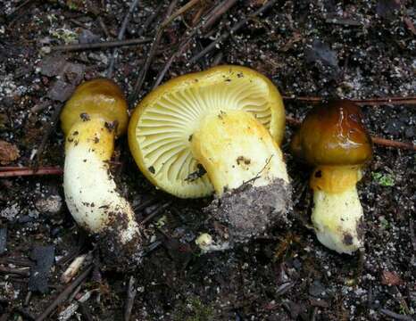 Image of <i>Hygrophorus boyeri</i>