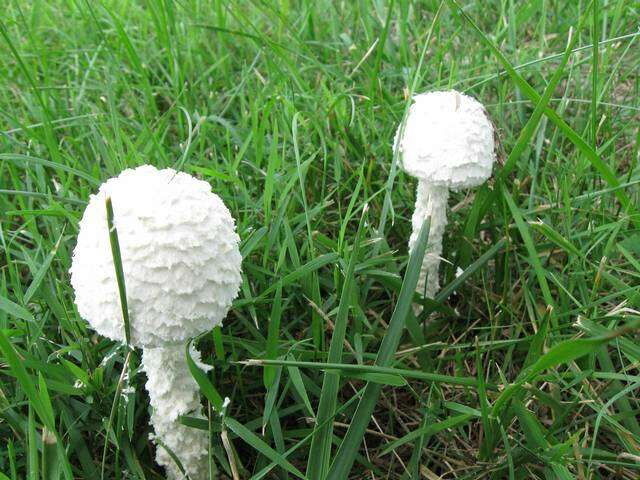 Слика од Saproamanita