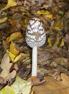 Image de Coprinopsis