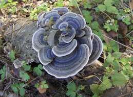 Image of Trametes