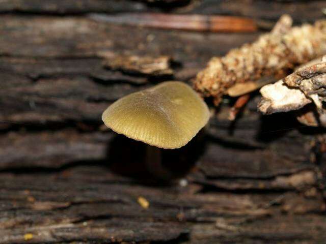 Image of Simocybe