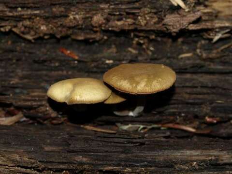 Image of Simocybe