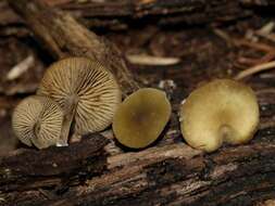 Image de Simocybe