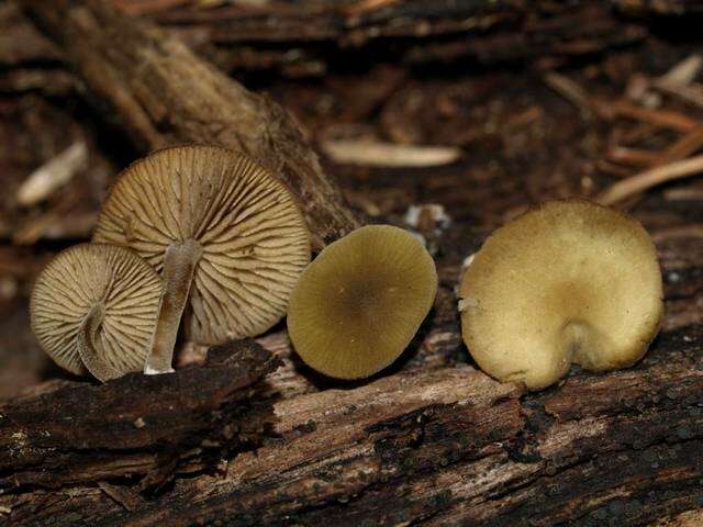 Image of Simocybe