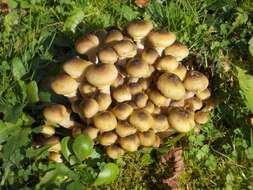 Image of Honey Fungus