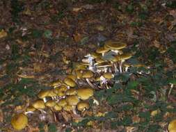 Image of Honey Fungus