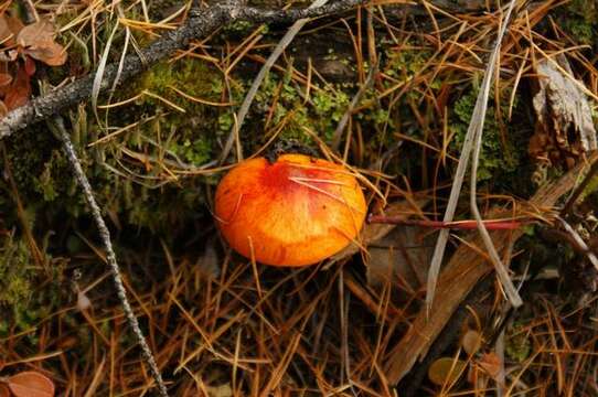 Image of Larch Waxy Cap