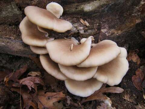 Imagem de Pleurotus