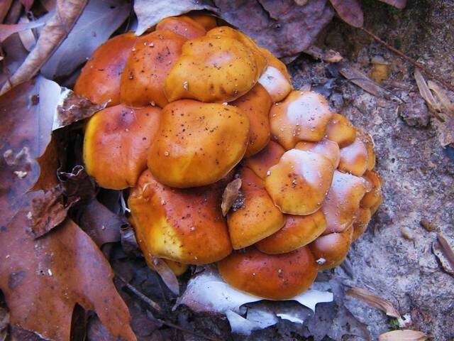 Image of Flammulina