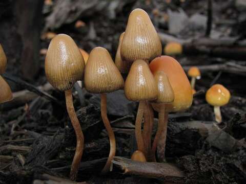 Image of Psilocybe pelliculosa (A. H. Sm.) Singer & A. H. Sm. 1958