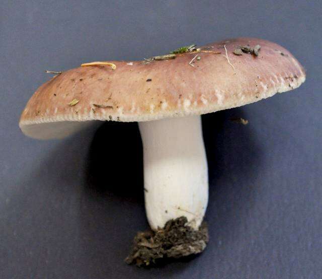 Image of Russula vesca Fr. 1836