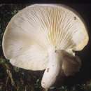 Image of Ossicaulis lignatilis (Pers.) Redhead & Ginns 1985