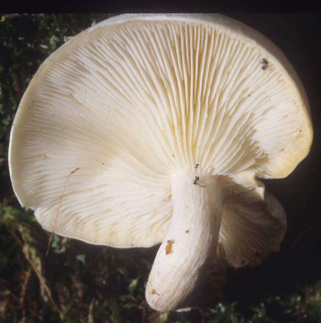 Image of Lyophyllaceae