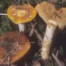 Image of Cortinarius mucosus (Bull.) J. Kickx fil. 1867