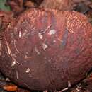 Imagem de Boletus fibrillosus Thiers 1975