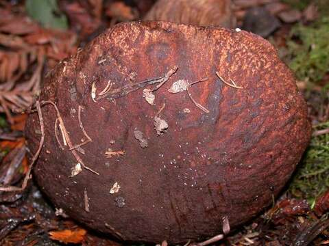 Sivun Boletus fibrillosus Thiers 1975 kuva