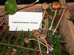 Image of Entoloma formosum (Fr.) Noordel. 1985