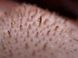 Imagem de Lycoperdon