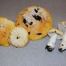 Image of Amanita aprica J. Lindgr. & Tulloss 2005