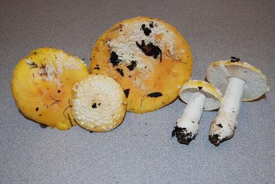 Image of Amanita aprica J. Lindgr. & Tulloss 2005