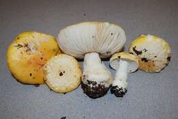 Imagem de Amanita aprica J. Lindgr. & Tulloss 2005