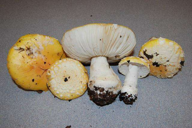 Image of Amanita aprica J. Lindgr. & Tulloss 2005