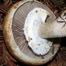 Image of Wood mushroom