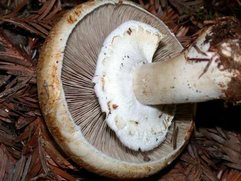 Agaricus sylvicola (Vittad.) Peck 1872 resmi