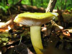 Image of Russula flavida Frost 1880