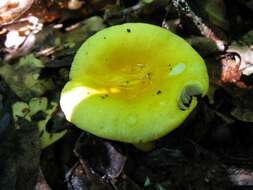 Image of Russula flavida Frost 1880