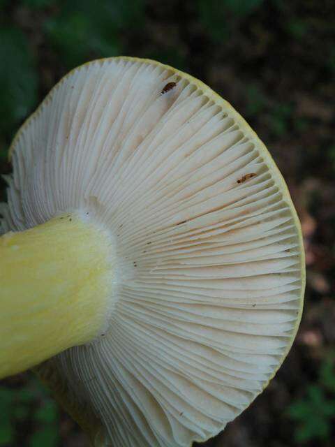 Image of Russula flavida Frost 1880