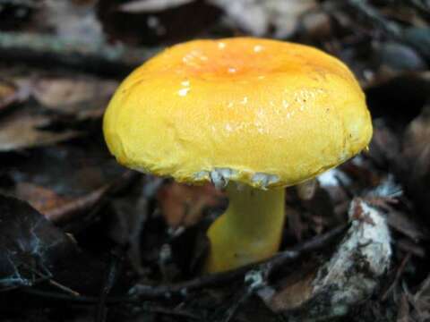 Image of Russula flavida Frost 1880