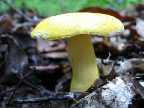 Image of Russula flavida Frost 1880