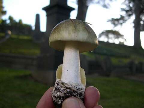 Image of Amanita