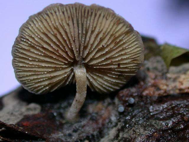 Image of Simocybe